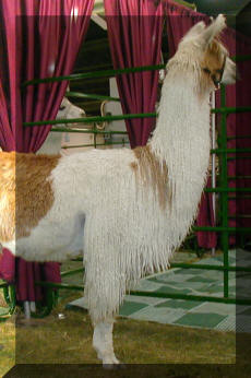 Bolivian Over Exposed 